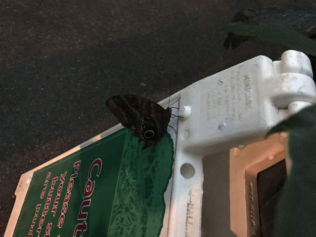 Denver Butterfly Pavilion December 2016 2