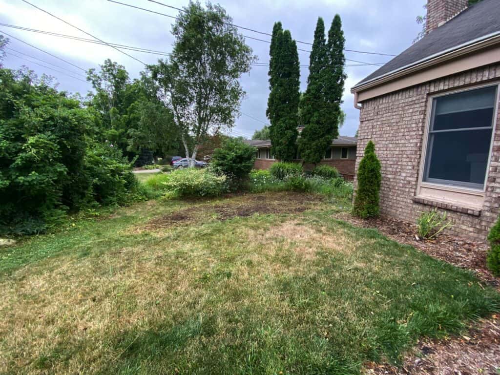 Before and after plant removal 2